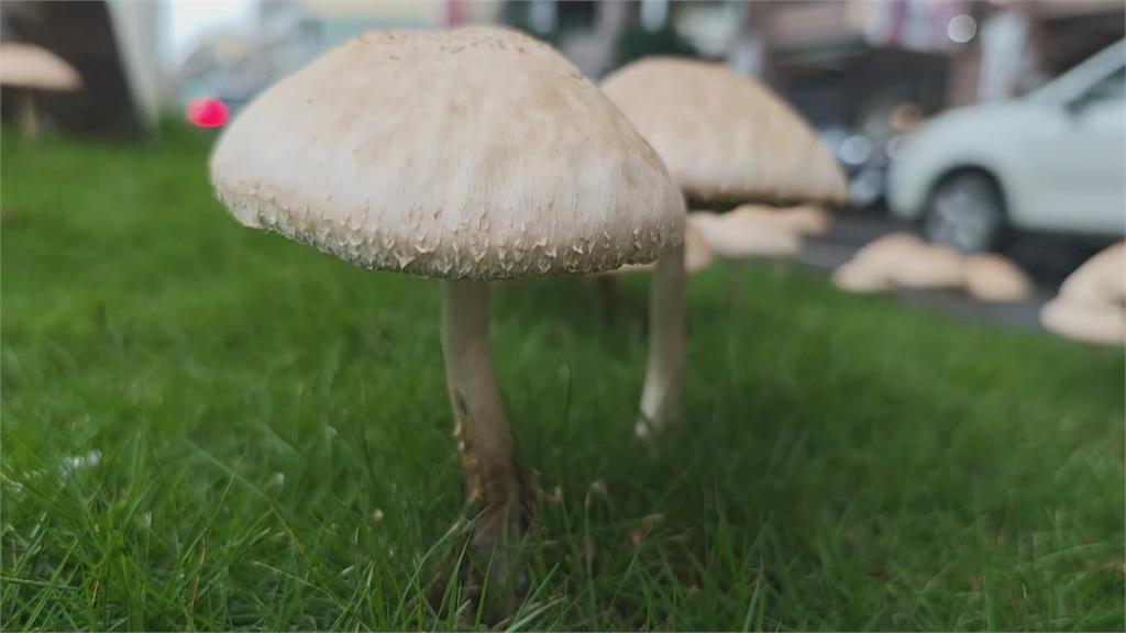 野菇別亂採！高雄分隔島「生菇」奇景　專家警告：有毒綠摺菇別亂吃