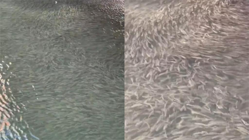 大地震前兆？大阪道頓堀川突湧「巨量魚群」！異象曝光日網憂：該不會…