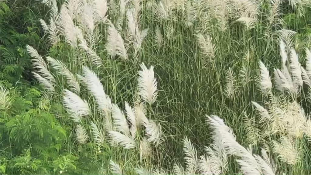 曾文溪畔9月秋雪美如畫 台南大內橋甜根子草盛開