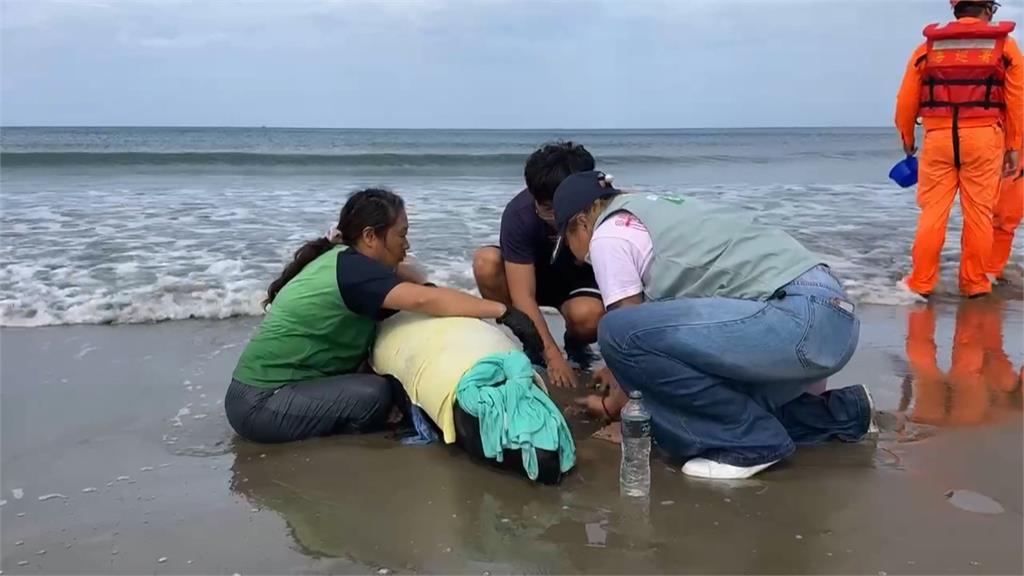 集氣！屏東車城11隻小虎鯨集體擱淺　4死7搶救中