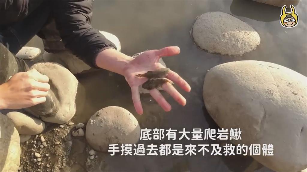 生態悲歌！抽水抓魚導「台灣原生種」缺氧擱淺　搶救過程曝網嘆：很心痛