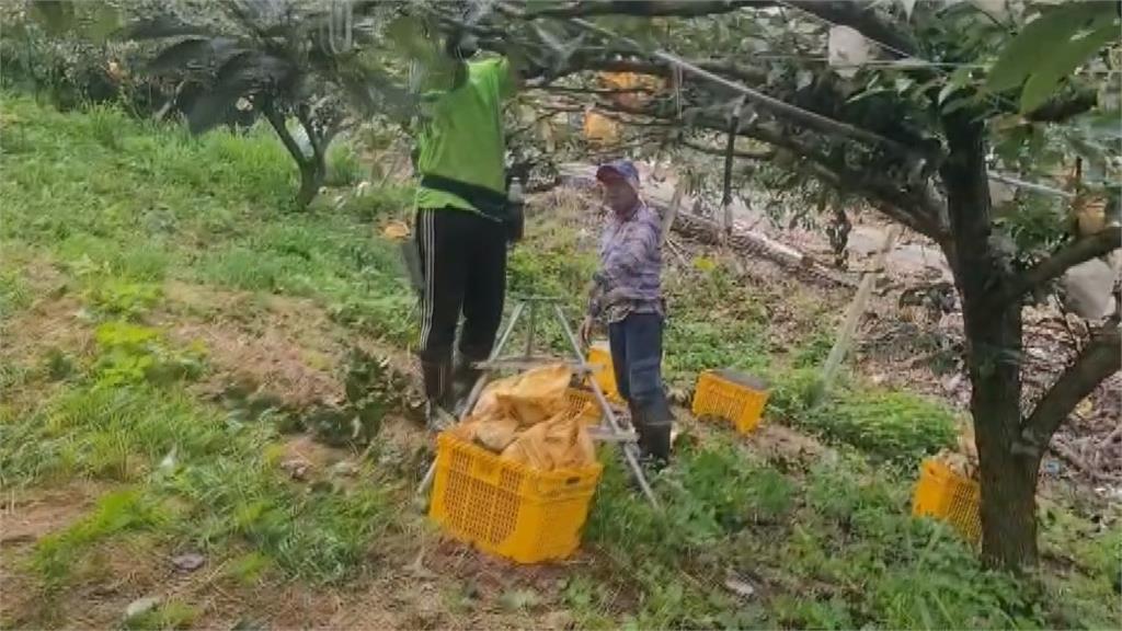 防颱, 紅棗、水梨農全面啟動與天爭時拚搶收