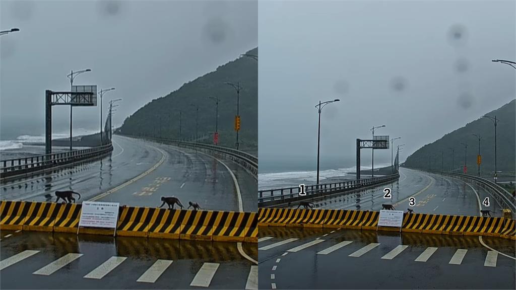 「一群猴子」竟直衝台東金崙大橋觀浪！「驚險畫面全被拍」網笑了：是真猴