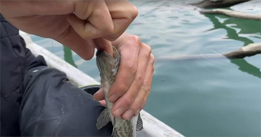 日月潭水位下降掀「外來種大戰」!釣魚達人2小時狂釣百尾:拉到手痠