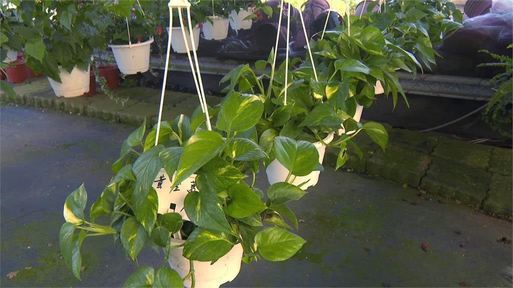 台中4女童拿「黃金葛汁」下毒同學!醫揭誤食「3有毒植物」下場:可能致死