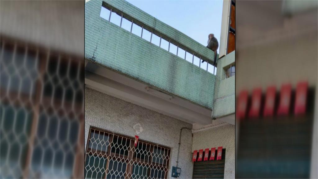 屏東高樹也見獼猴逛大街 果農放炮、吹哨驅猴
