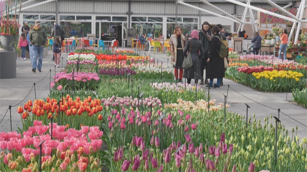 全球最大庫肯霍夫花園　700萬朵盛開超壯觀