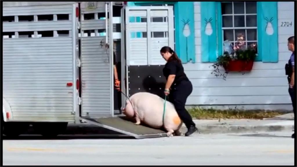 佛州181KG寵物豬養太胖　動物管制局強制帶走