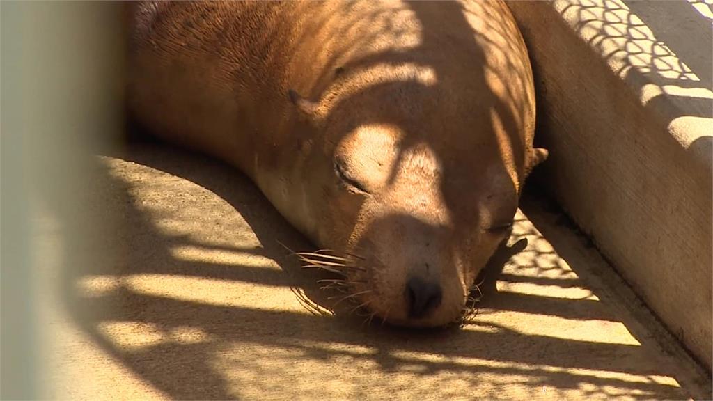 發狂？美爆發海獅攻擊人　專家：毒藻類繁殖釀上百隻海獅「中毒」死亡