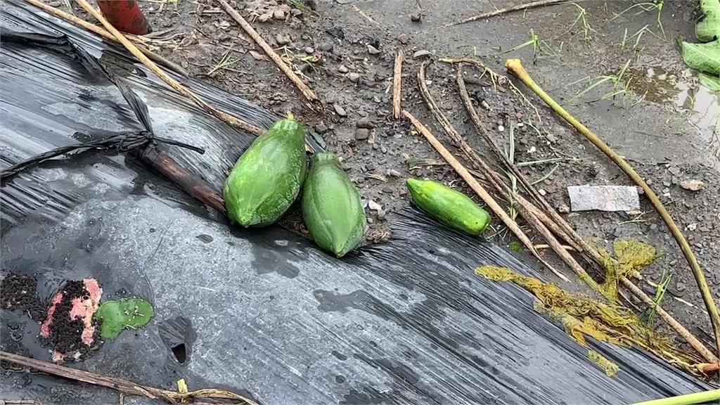 趁雨打劫！8旬翁颱風天路邊大膽行竊　警循線逮人搜出10顆「萬元木瓜」