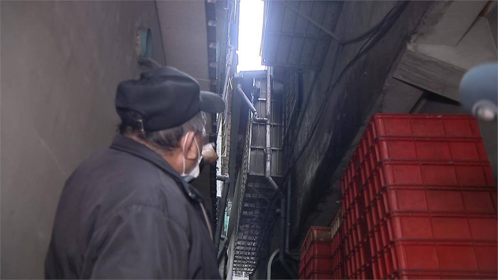 不愛吃水果?小獼猴巷弄亂竄 拿出雞排成功誘捕