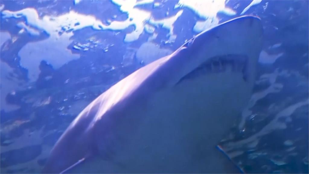 澳洲48小時內4起鯊魚攻擊事件　釀12歲男童、20歲男重傷