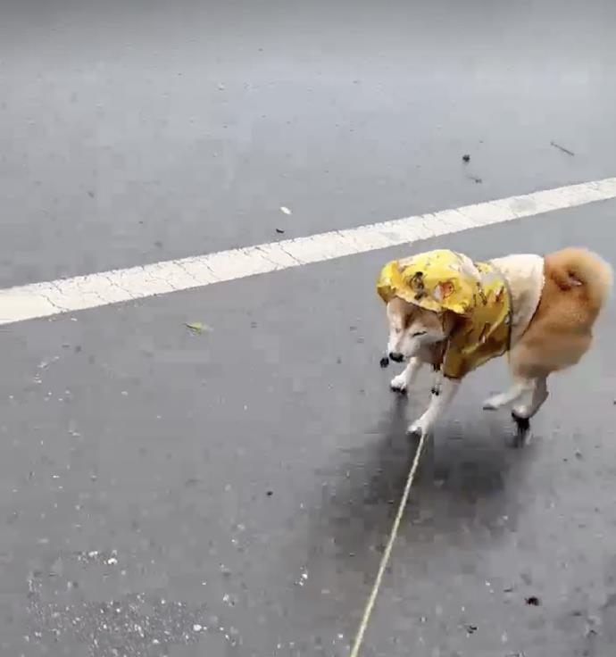 颱風天「黃衣柴柴」硬要「雨中漫步」　傲嬌臉氣笑主人：感覺在拍MV