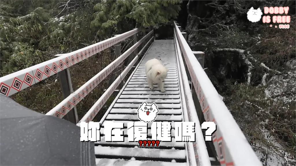 兩狗到宜蘭思源啞口追雪 貴賓太興奮被懷疑是不是有混種