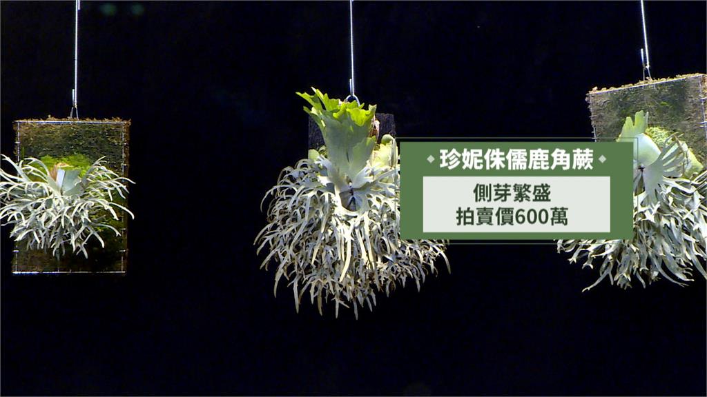 「長在樹上的鹿」獨特多變 拍賣價創新高「貴到能買房」