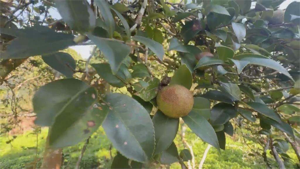 致癌油混充「中國劣質苦茶籽」　阿里山自採自榨好油無辜受牽連