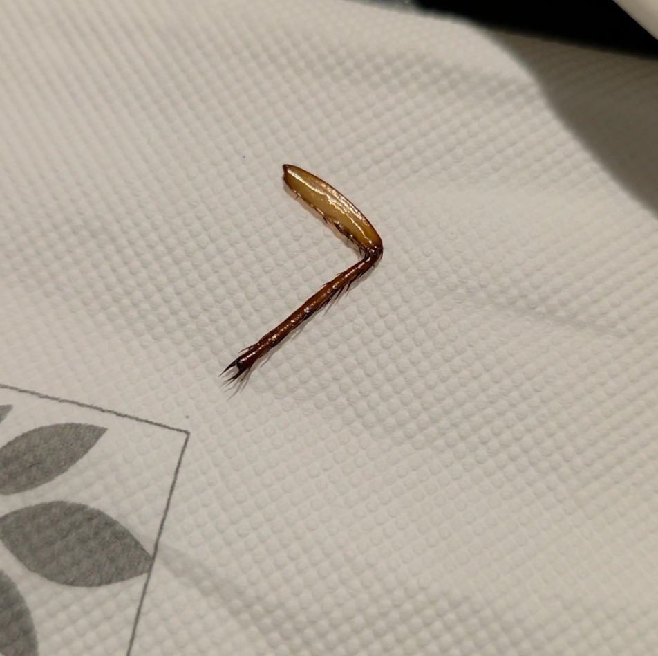 情侶吃Buffet竟「咬到整隻蟑螂腳」！主廚狂跳針喊「是蝦子腳」超噁對比圖曝光