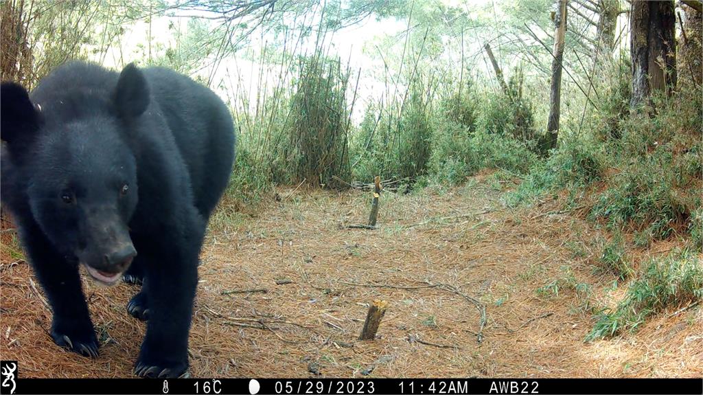 母熊帶2小熊現蹤阿里山　鄒族獵人拍到萌樣