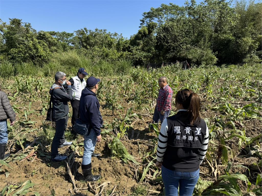 快新聞/山豬肆虐玉米田農民苦不堪言 沈發惠辦公室今再偕同地方會勘