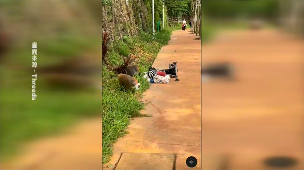一家人逛動物園遇「獼猴強盜」 獼猴搶劫嬰兒車父護子重摔倒地