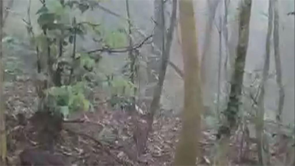 屏東山區驚見國寶級藍腹鷴散步 山友笑:中樂透了!好運連連