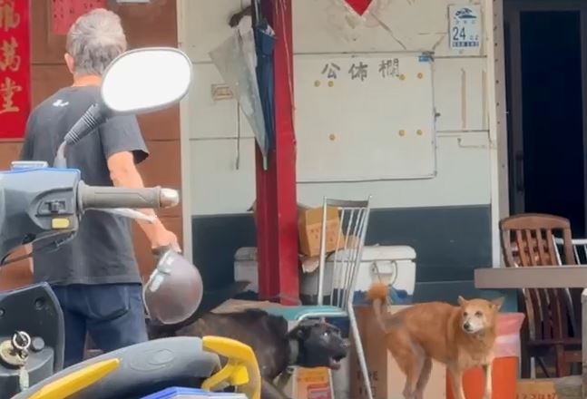 飼主養惡犬放任不管! 頻頻攻擊鄰居 還疑咬死鄰羊群