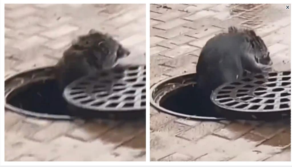 超黑變種巨鼠「自己推開水溝蓋」？11秒畫面路人全嚇歪身分曝光