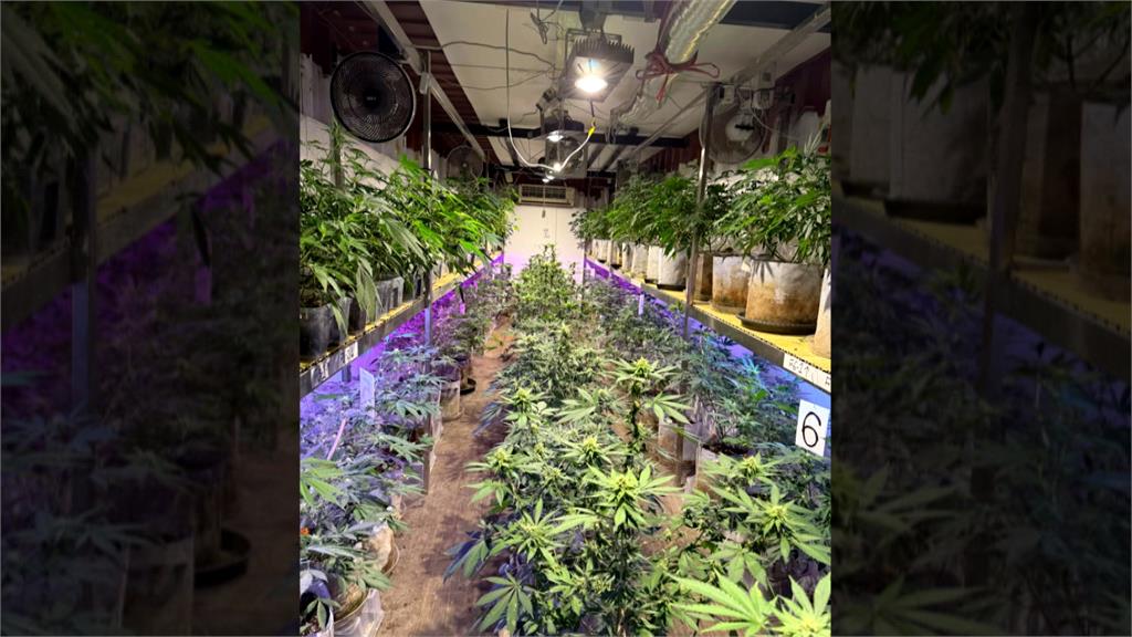 「有雞」栽培好壯壯!桃警破獲貨櫃大麻製毒工廠