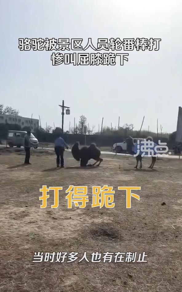 中國知名景點出事!2惡男拿超粗棍棒狂打駱駝 悽慘哀號濺血引爆怒火