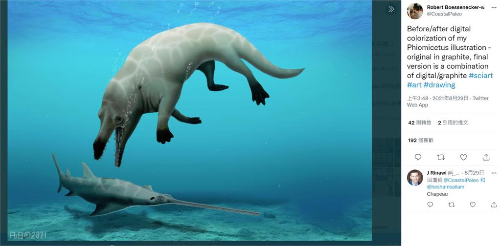 考古重大發現！ 埃及出土新品種史前鯨魚　有尖牙和四隻腳
