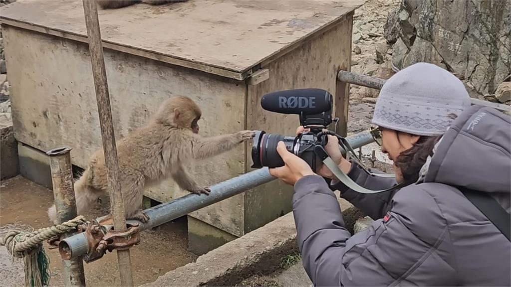 網紅初訪「日本野生獼猴溫泉區」　見猴群泡湯享受模樣大讚：太療癒