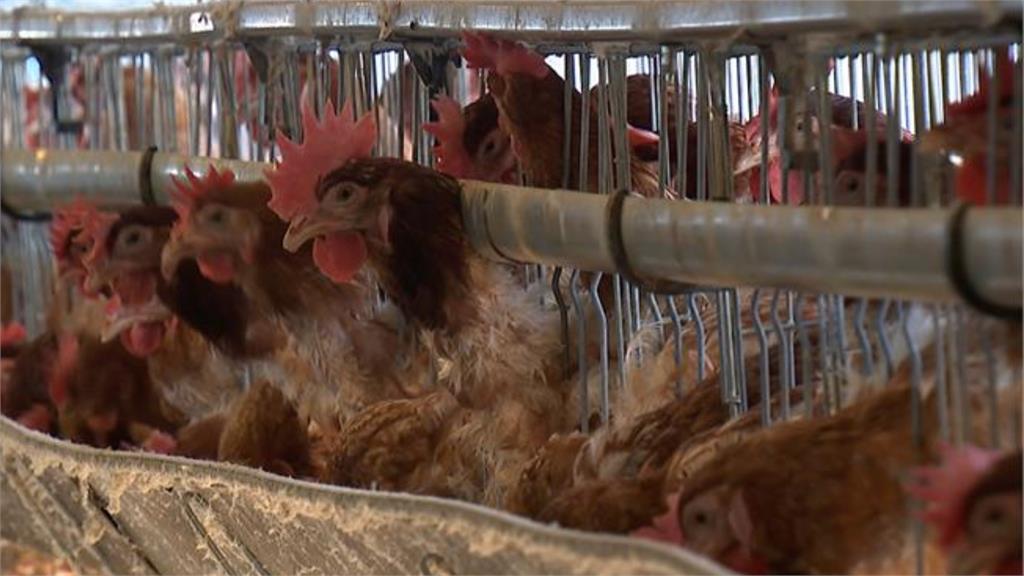 全球首例「禽流感傳人」重症病危！症狀、來源曝光…專家嘆：恐成全球大流行