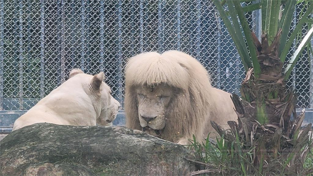 一頭齊瀏海！雄獅呆萌髮型爆紅　動物園：牠自己打理的！我們不敢剪