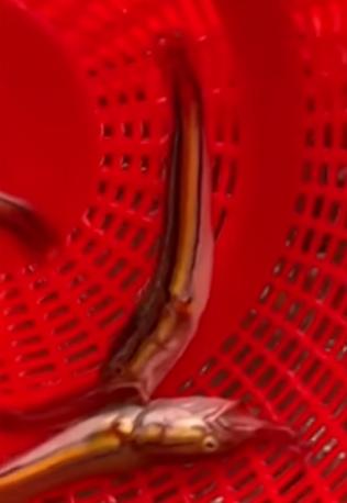 魚虎
