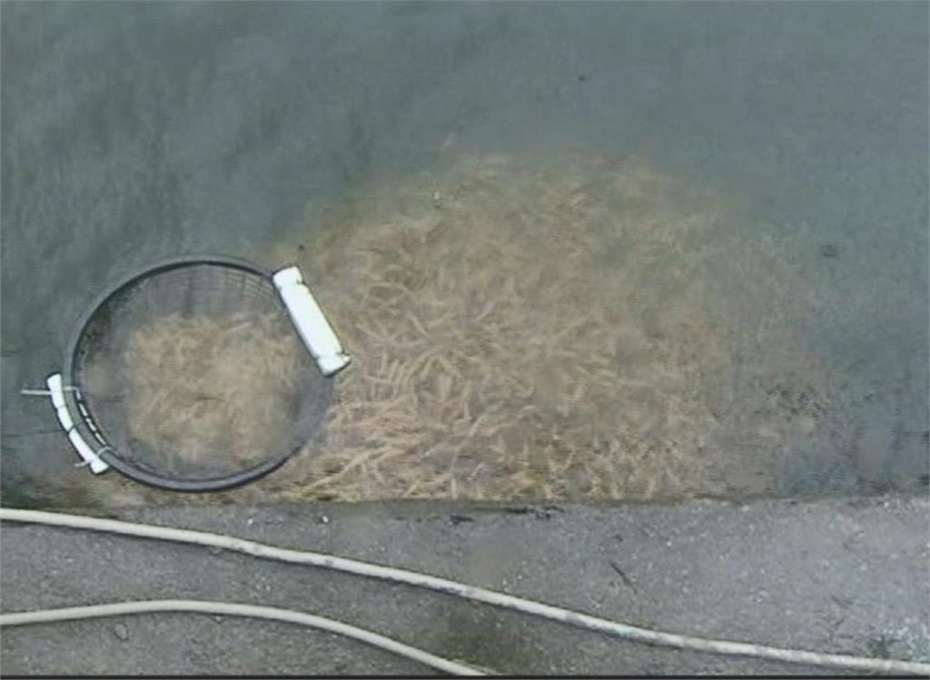 憾！　屏東虱目魚之父林烈堂　巡魚塭意外驟逝享年89歲