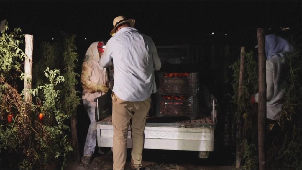 義大利高溫衝擊「番茄之王」 採收期提前約一個月改變耕作節奏
