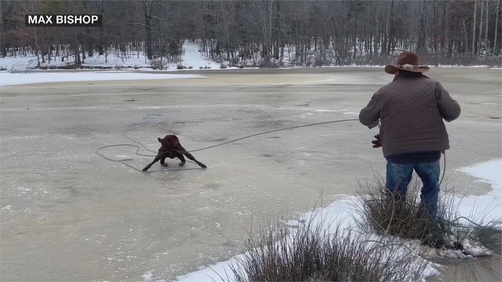 冰風暴襲美！小牛卡結冰池塘牛仔相救　男子冰湖中央跌倒「愛犬飛盤救援」