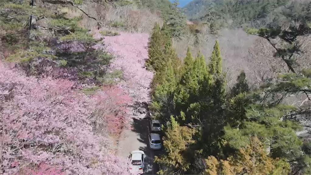 武陵櫻花祭開跑「紅粉佳人」大爆發　入場實施人車管制