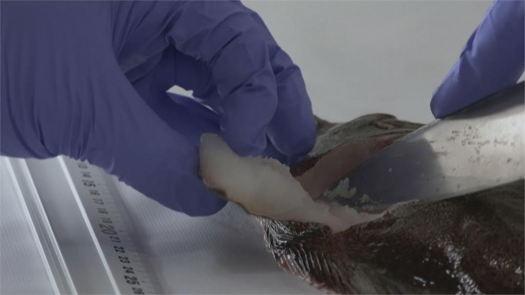 日本水產廳每日檢驗福島近海魚　研究員：未在魚體內驗出氚