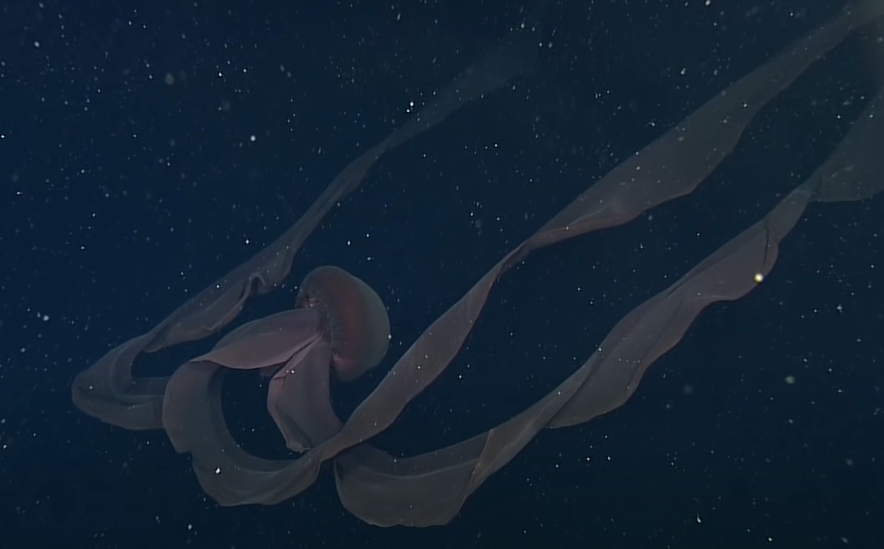 極罕見「冥河水母」現身深海！美研究團隊：110年僅目擊115次