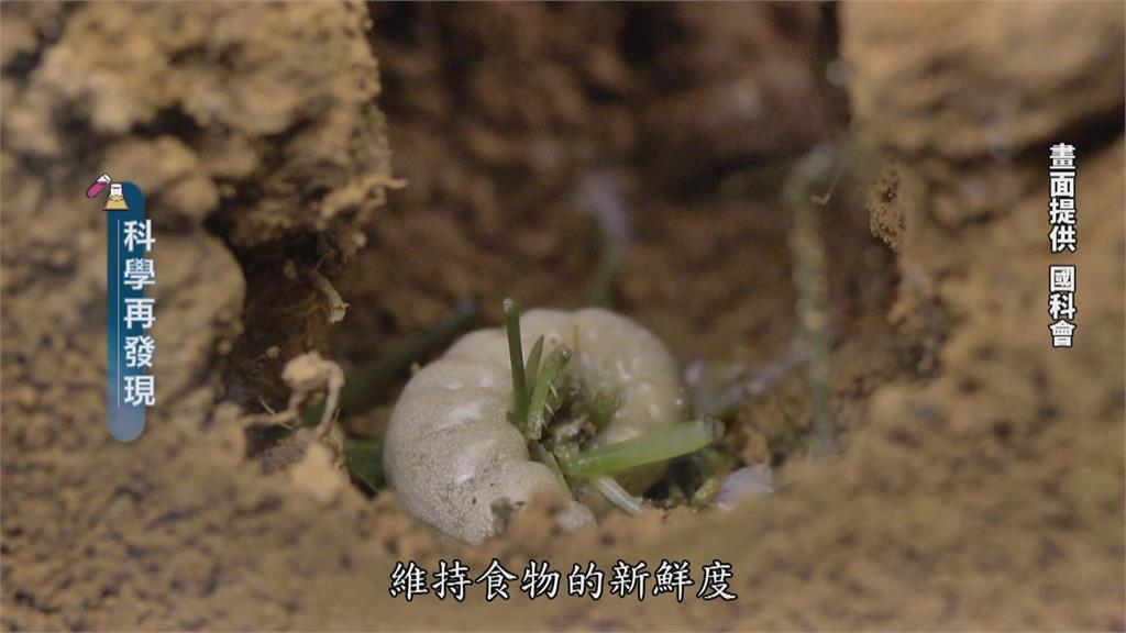 自然界生物演化　狩獵蜂精準狩獵技巧