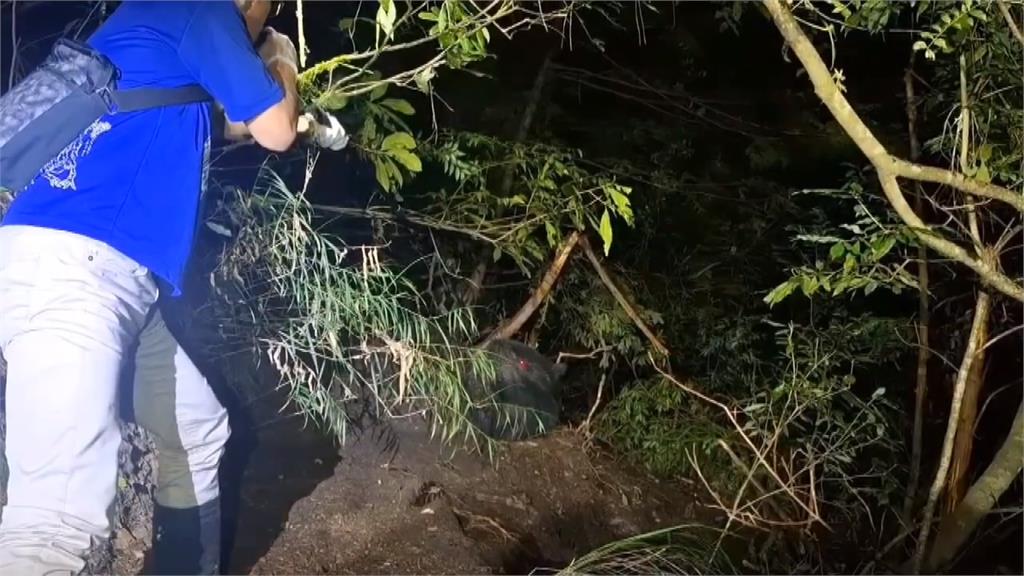 台灣黑熊中武陵山莊附近陷阱！　林保署趕赴緊急斷左前掌救命