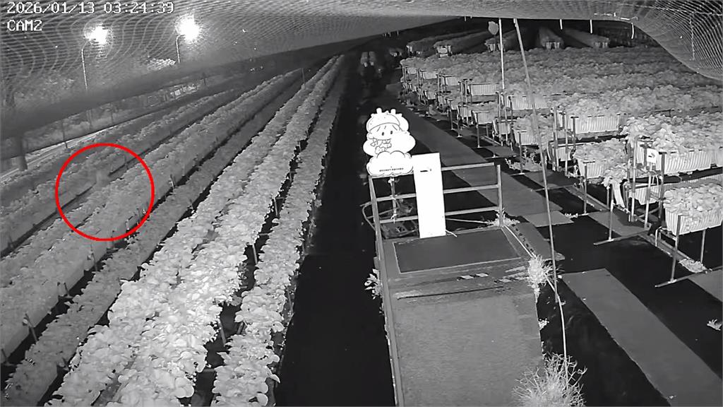 新竹父為女兒「偷草莓」　果農急找人：剛噴農藥