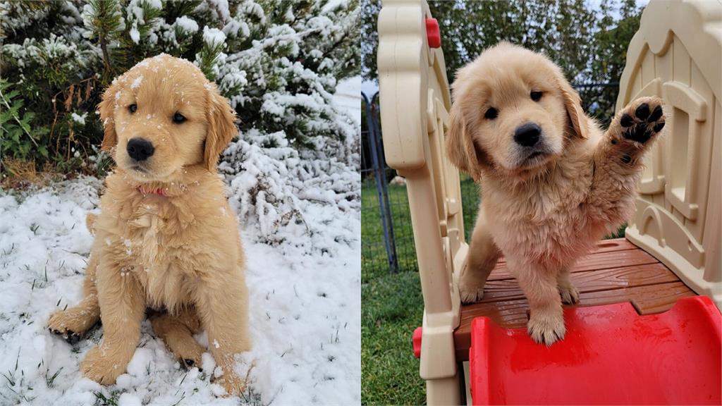 支持度比總統高！鎮長遭爆「賣身上位」官護3代炸裂內幕…無碼撫摸片流出