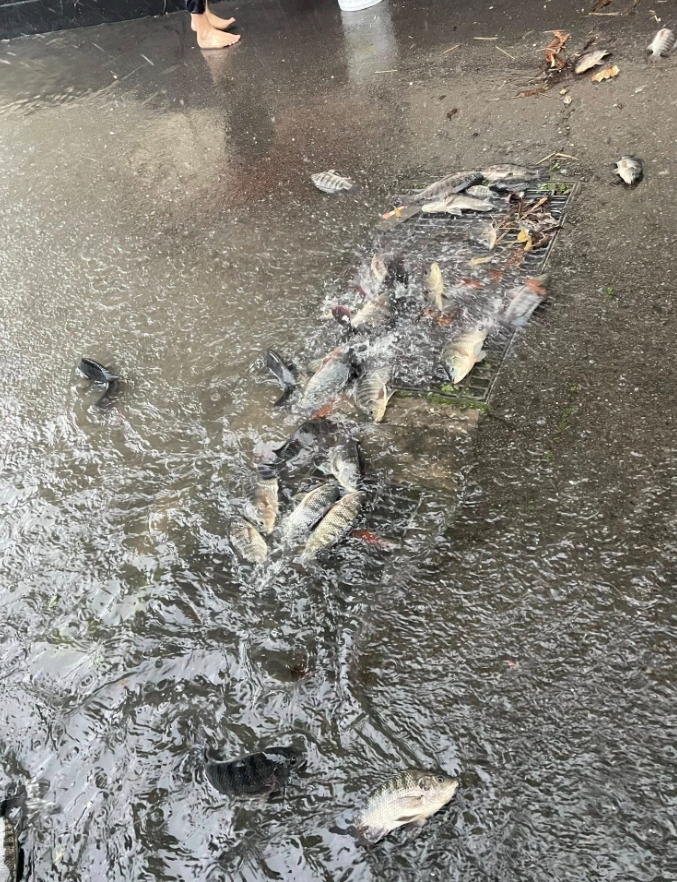 大雨狂炸！苗栗田寮圳暴漲險潰堤　南庄落石崩塌阻通行