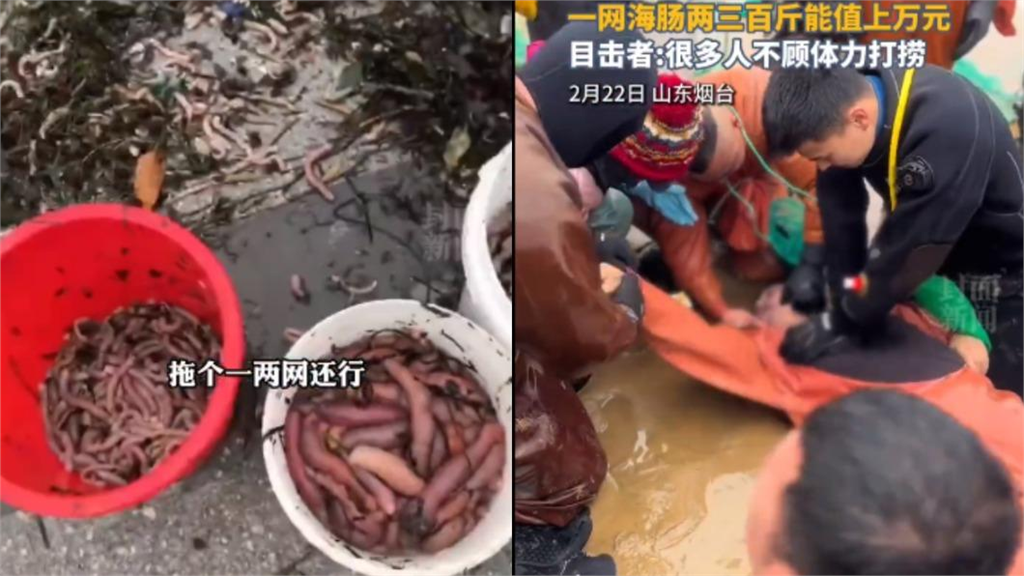 中國海邊驚見大量「陰莖魚」！數百居民瘋狂搶撈「多人落水溺斃身亡」
