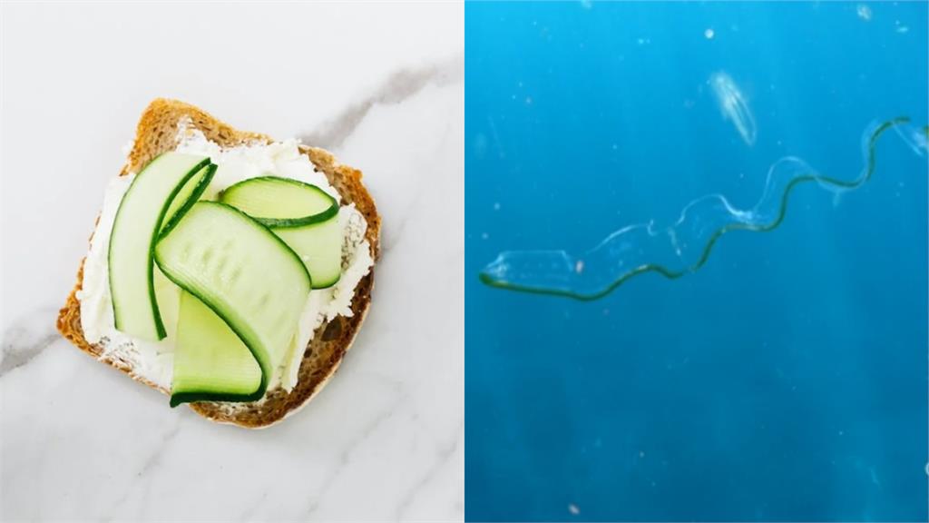 誰切的菜掉水裡啦？攝影師潛水驚見「薄片黃瓜」漂浮　神秘身份曝光