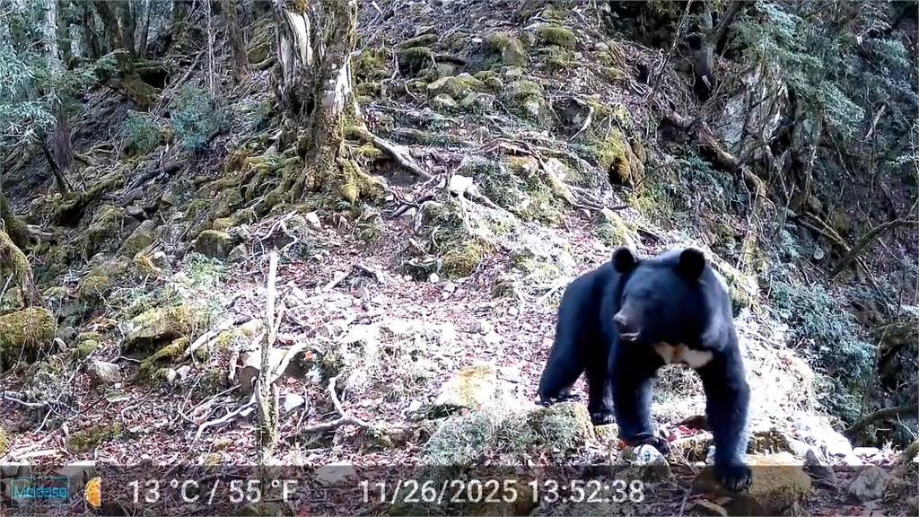 嘉義「黑熊出沒」! 林保署一個月接9起入侵通報