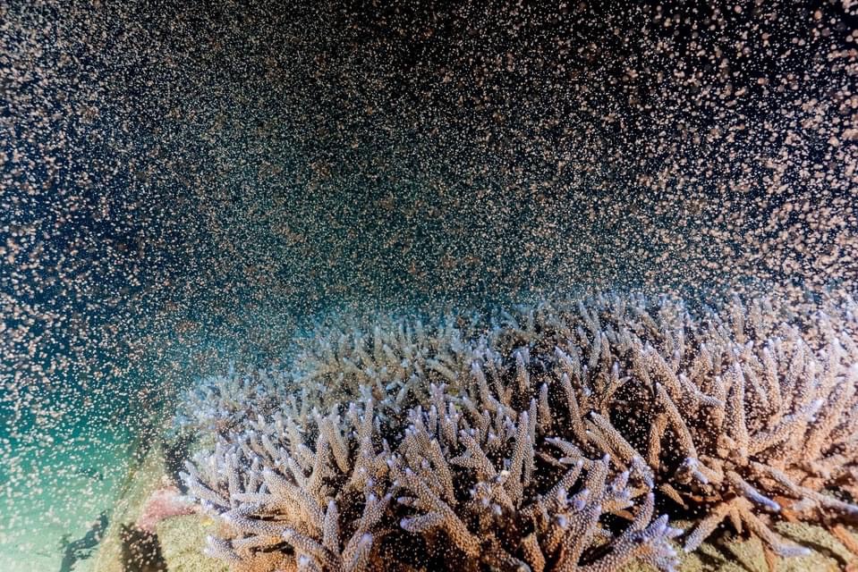 澎湖杭灣海底花園「絕美珊瑚」產卵了！珍貴景象宛若「粉色星空」超浪漫