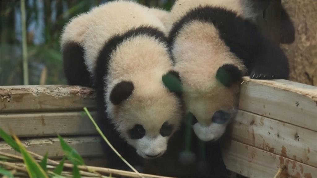 南韓動物園搶先亮相雙胞胎貓熊　玩耍模樣萌翻遊客